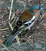 Common Chaffinch