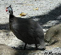 Helmeted Guineafowl