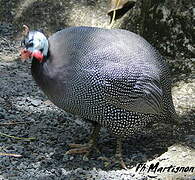 Helmeted Guineafowl