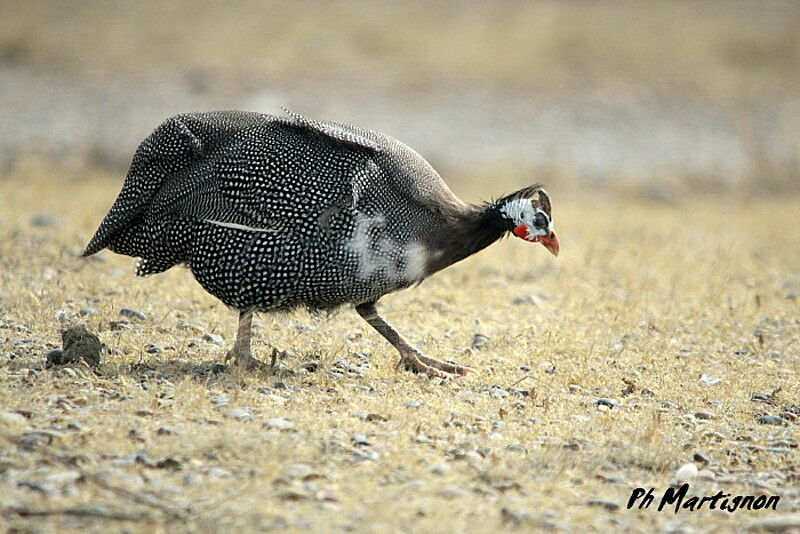 Helmeted Guineafowl