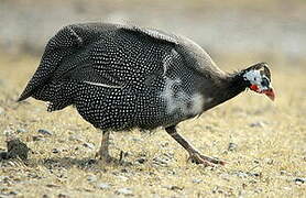 Helmeted Guineafowl