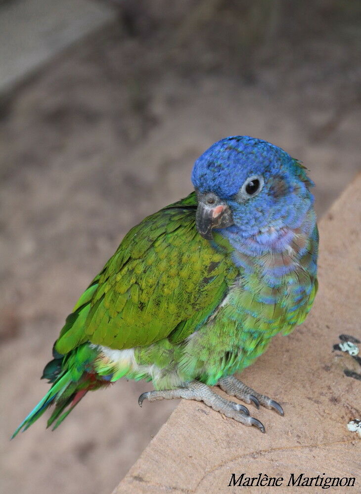 Pione à tête bleue, identification