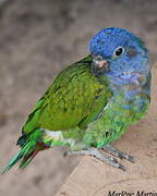 Blue-headed Parrot