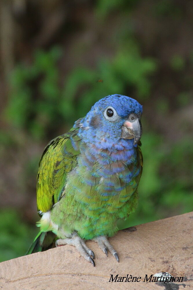 Pione à tête bleue, identification