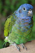 Blue-headed Parrot