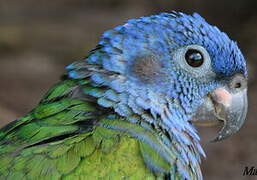 Blue-headed Parrot