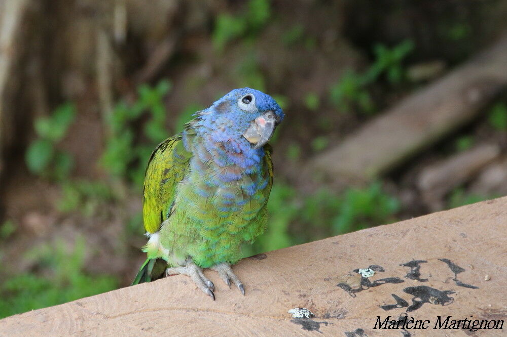 Pione à tête bleue, identification