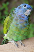 Blue-headed Parrot