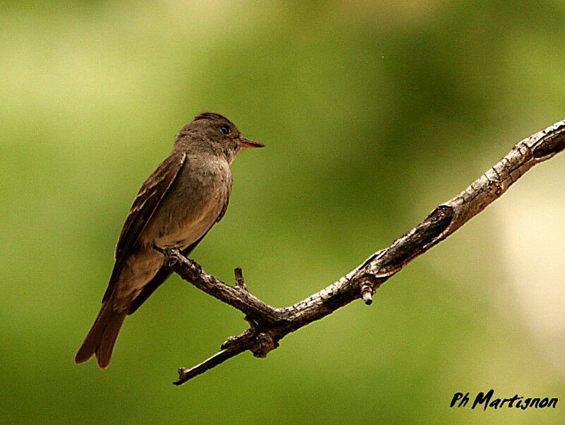 Western Wood Peweeadult