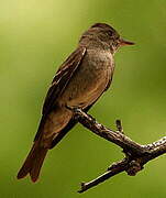 Western Wood Pewee