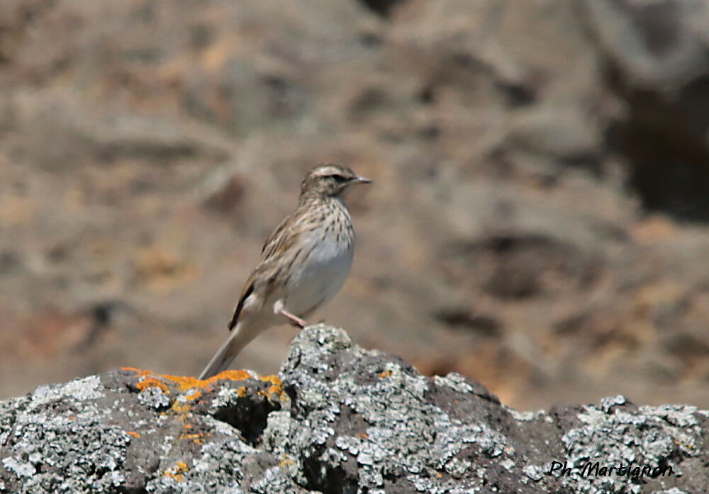 Pipit austral - Pipit de Nouvelle-Zélande<br />, identification