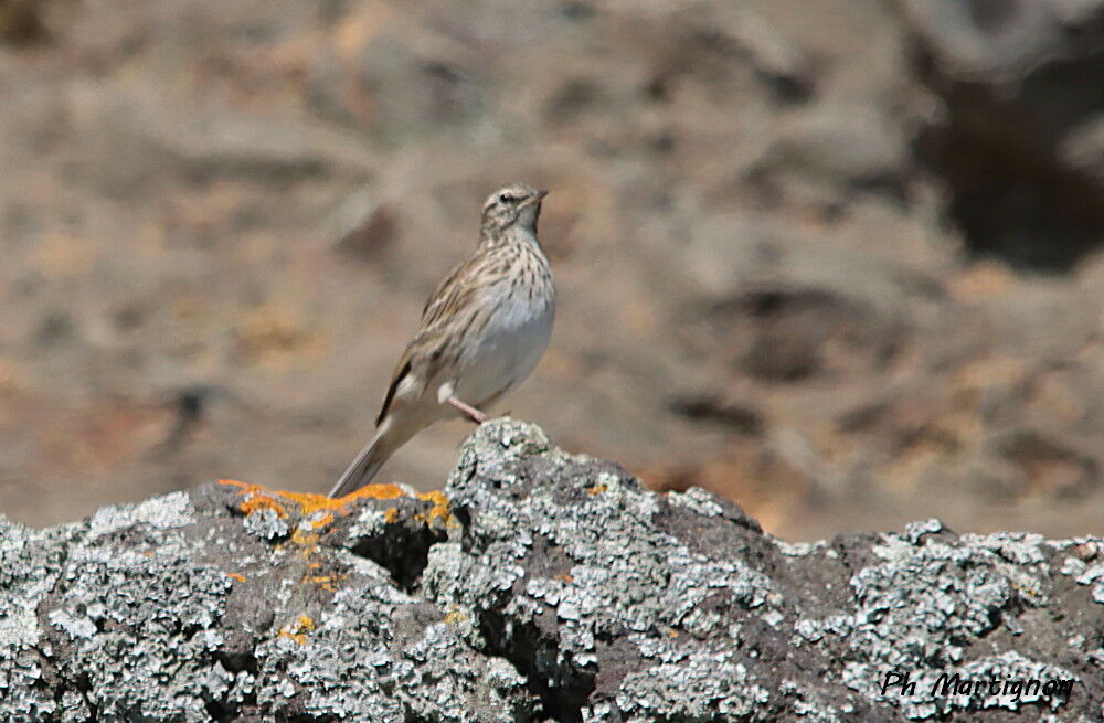 Pipit austral - Pipit de Nouvelle-Zélande<br />, identification