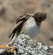 Pipit austral