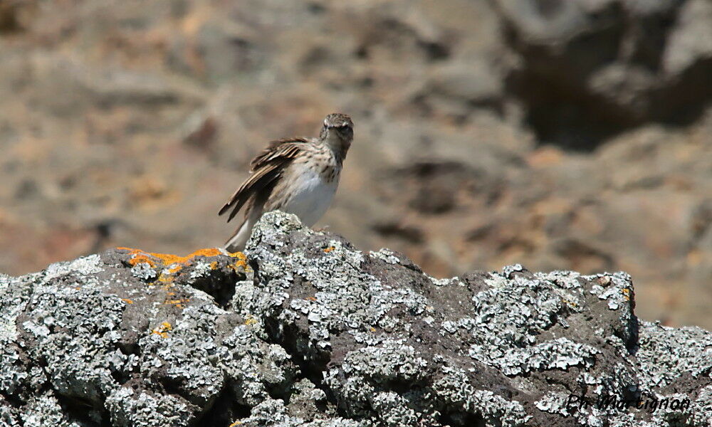 Pipit austral - Pipit de Nouvelle-Zélande<br />, identification