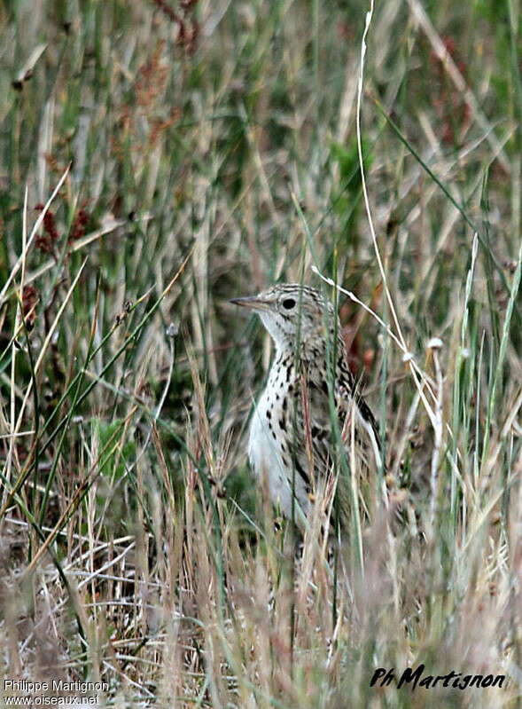 Correndera Pipitadult, habitat, camouflage, Behaviour