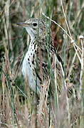 Correndera Pipit