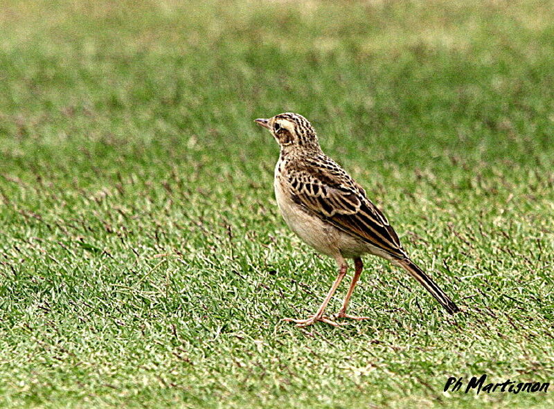 Paddyfield Pipit