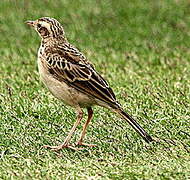 Paddyfield Pipit