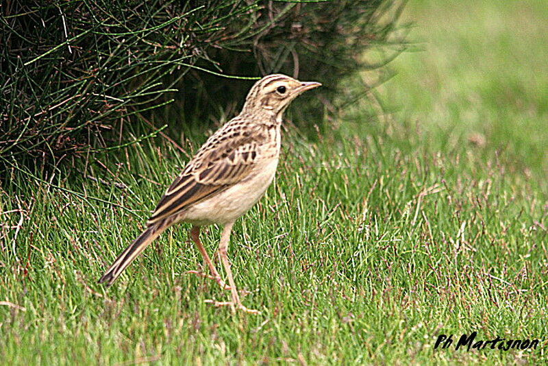 Paddyfield Pipitjuvenile, identification