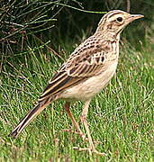 Paddyfield Pipit