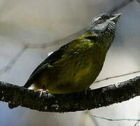 Slaty-capped Flycatcher