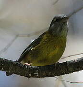 Slaty-capped Flycatcher