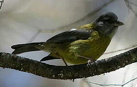 Slaty-capped Flycatcher