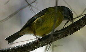 Slaty-capped Flycatcher