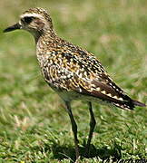 Pacific Golden Plover