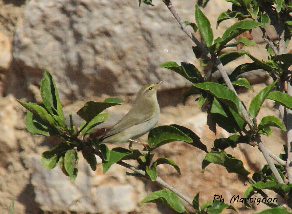 Pouillot fitis, identification