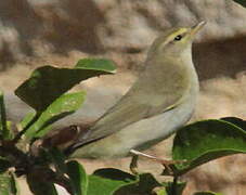 Willow Warbler