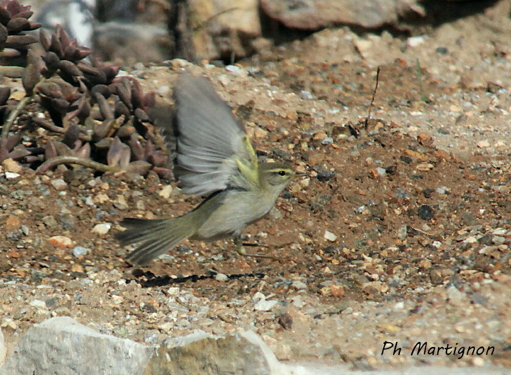 Willow Warbler, identification