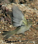 Willow Warbler