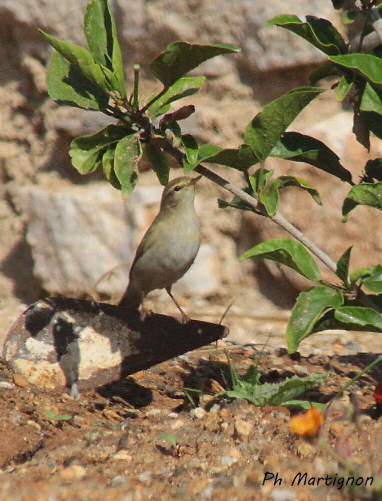 Pouillot fitis, identification