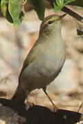 Willow Warbler