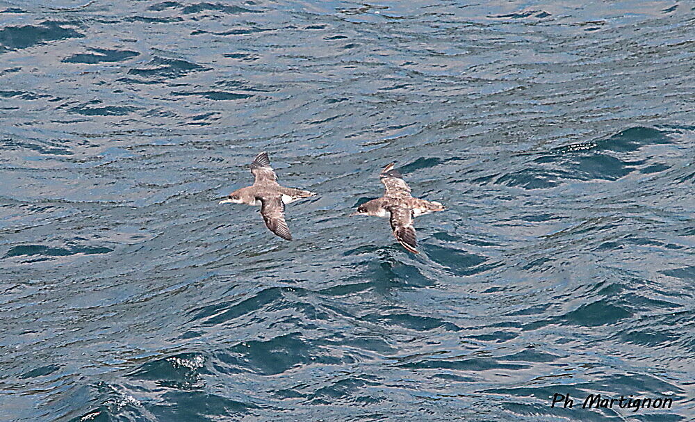 Puffin boréal