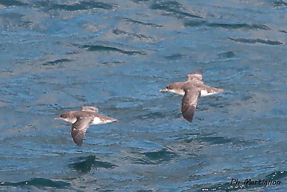 Cory's Shearwater flight