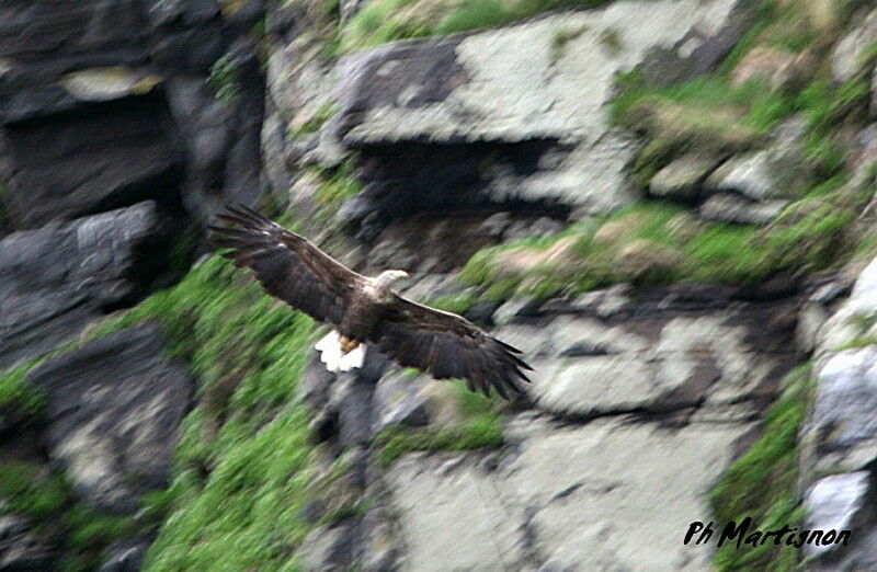 White-tailed Eagle