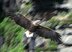 White-tailed Eagle