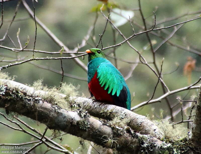 Quetzal doré mâle adulte, habitat, pigmentation