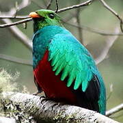 Golden-headed Quetzal