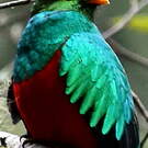 Quetzal doré