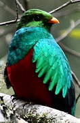 Golden-headed Quetzal