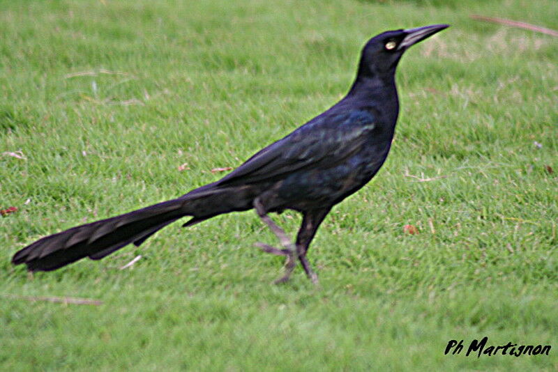 Great-tailed Grackle male, identification