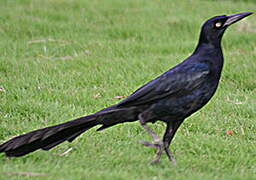 Great-tailed Grackle