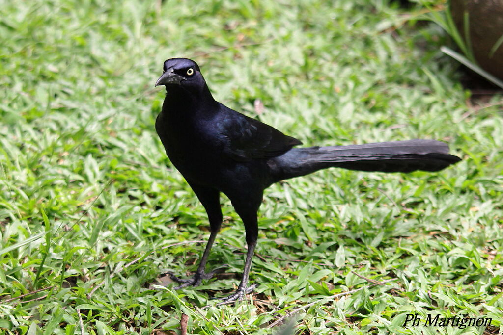 Great-tailed Grackle male