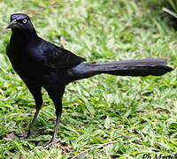 Great-tailed Grackle