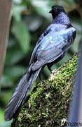 Great-tailed Grackle