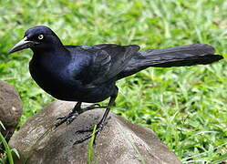 Great-tailed Grackle