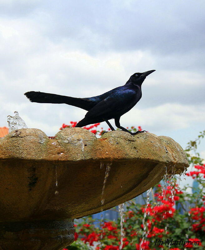 Great-tailed Grackle male, identification